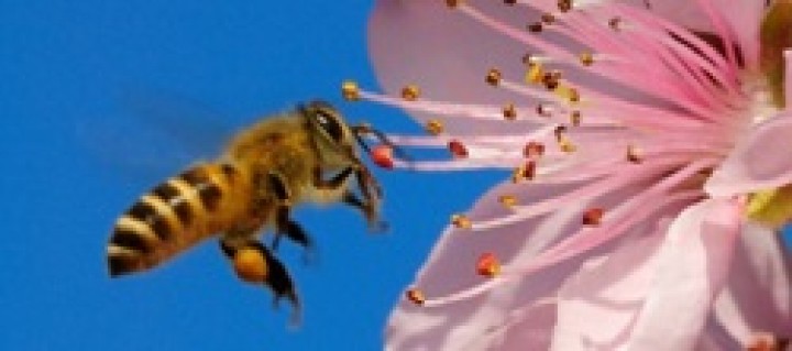 Ciekawstki o pszczołach